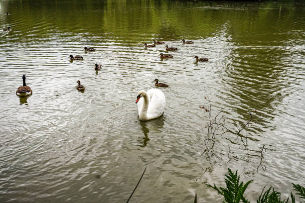 istock White swan on a lake in northern Germany 2154979400