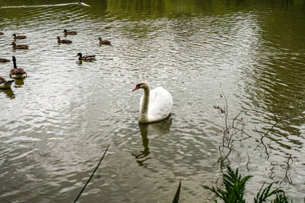 istock White swan on a lake in northern Germany 2154979424
