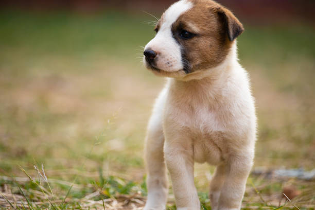 A lonely cute white puppy standing on green glass field with blurry backgrounds