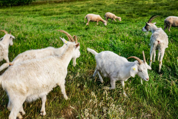 White goat in a field in northern Germany