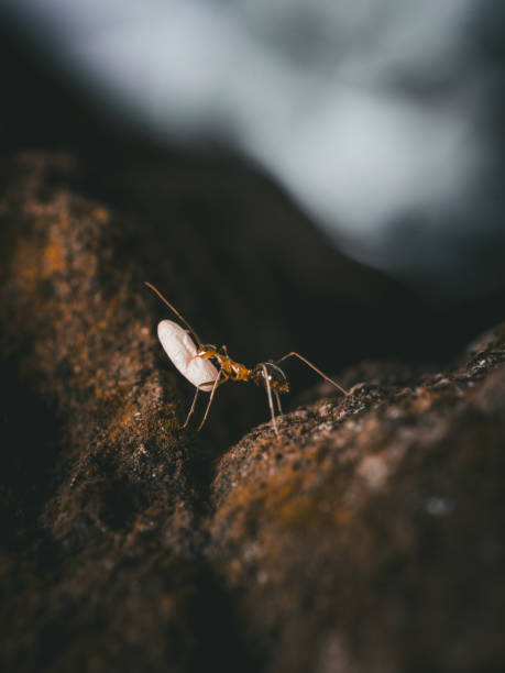 istock Close-up view of ants on the surface carrying larvae. 2154979647