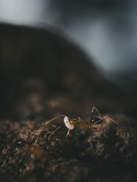 istock Close-up view of ants on the surface carrying larvae. 2154979675