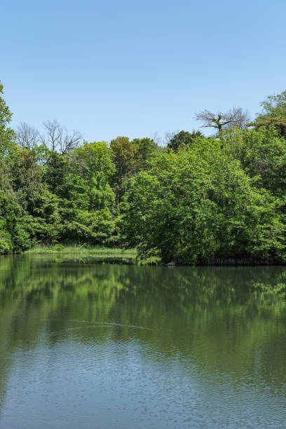 istock Fresh green trees reflected on the lake surface 2154981557