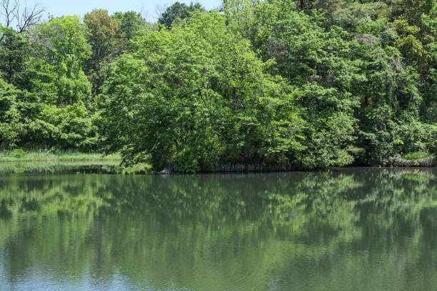 istock Fresh green trees reflected on the lake surface 2154981559