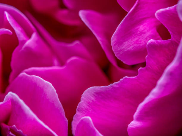 Red peony flower petals