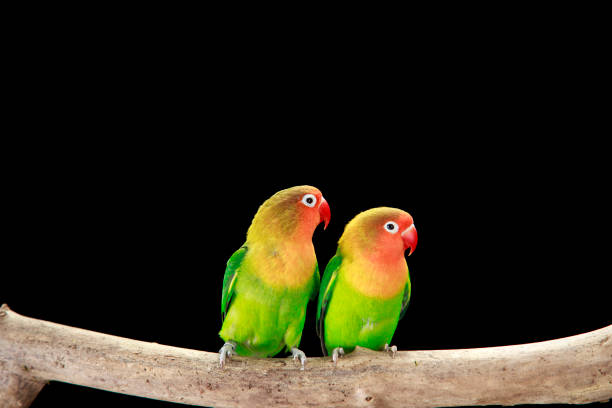 istock Fischer's Lovebirds flirting 2154982433
