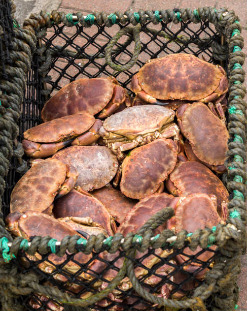 istock Crabs For Sale Oban Scotland 2154982464