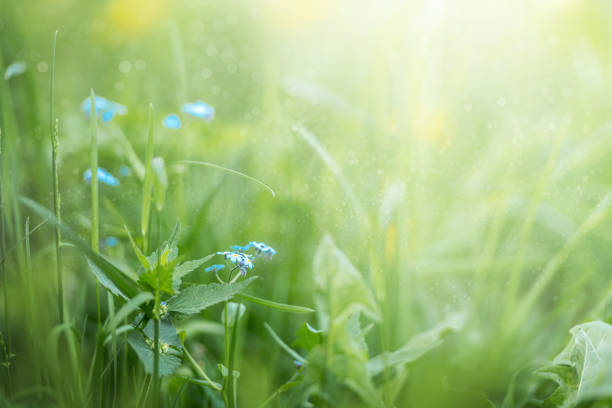 Forget-me-not flowers - beautiful summer landscape