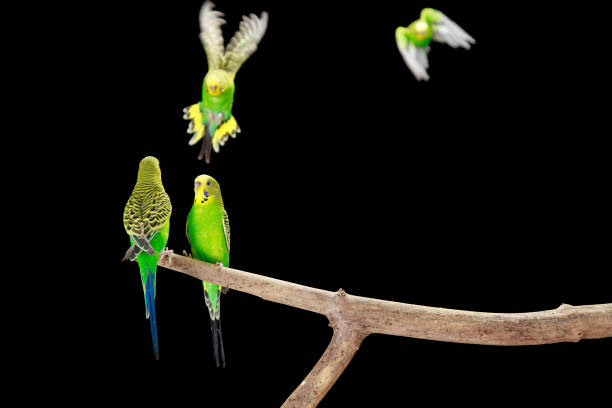 istock Green Budgerigars Australian Parakeets 2154982502