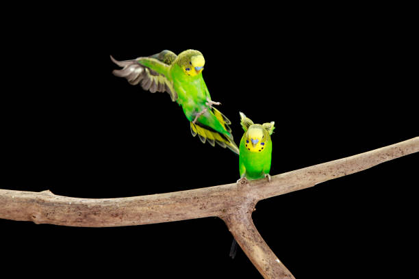 istock Green Budgerigars Australian Parakeet attack 2154982505