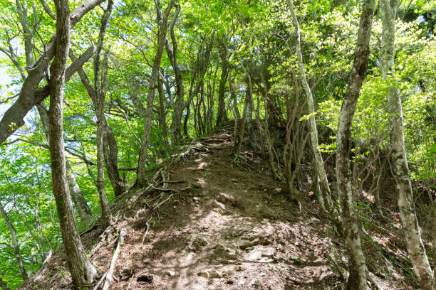 istock Walk in the fresh green forest 2154982546