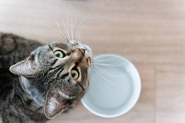 istock cute tabby cat and a bowl with water, top view, cat looking at the camera 2154982566