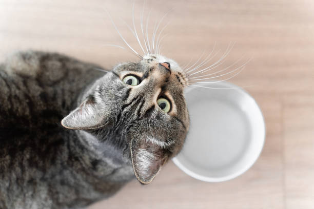 istock cute tabby cat and a bowl with water, top view, cat looking at the camera 2154982592