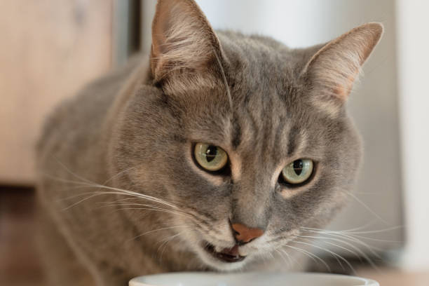 istock cute grey cat eating from a white bowl and looking at the camera 2154982598