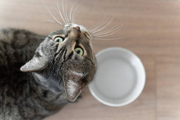 istock cute tabby cat and a bowl with water, top view, cat looking at the camera 2154982623