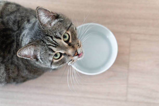 istock cute tabby cat and a bowl with water, top view, cat looking at the camera 2154982729
