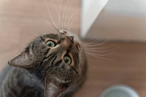 istock cute tabby cat and a bowl with water, top view, cat looking at the camera 2154982763