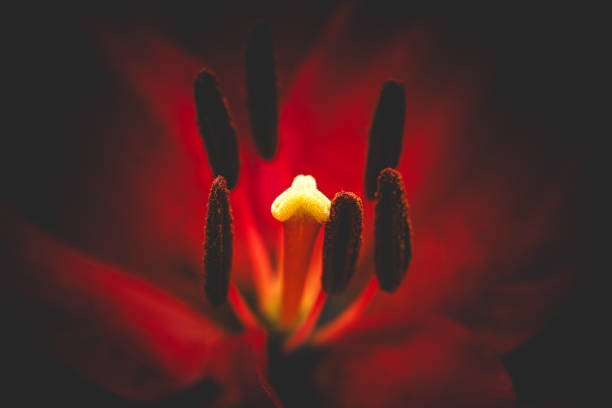 istock Red flower background with dark vignette 2154982900