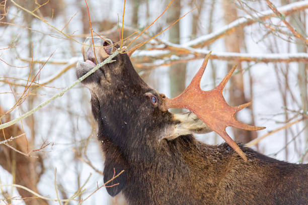 Male elk with antlers in winter forest