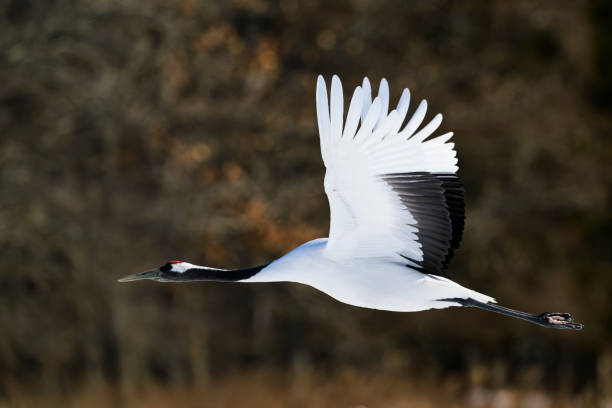 istock Red-crowned crane flight in japan 2154986071