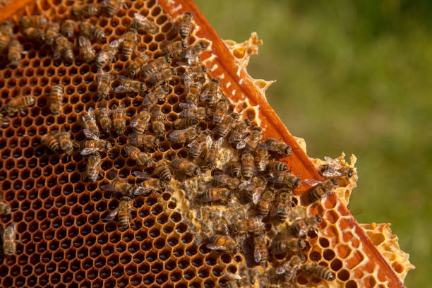 istock Working bees on the brown honeycomb with sweet honey. 2154986224