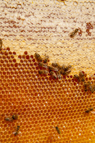 istock Working bees on the yellow honeycomb with sweet honey. 2154986242