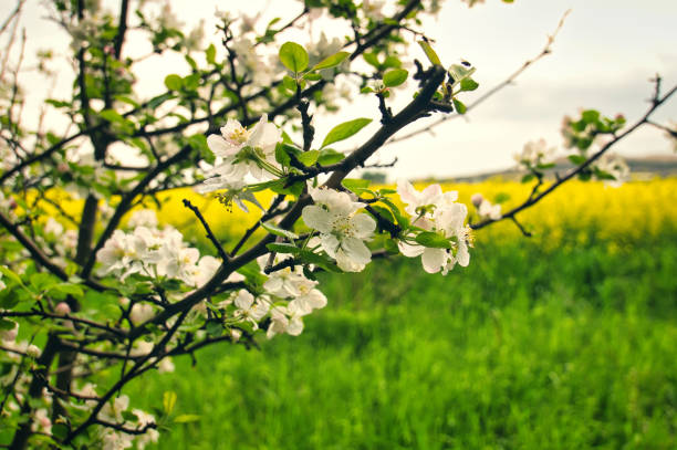 Apple blossoms on the branch of an apple tree. Fruit tree with buds and white-purple petals. Evening mood with warm light. Photo from agriculture