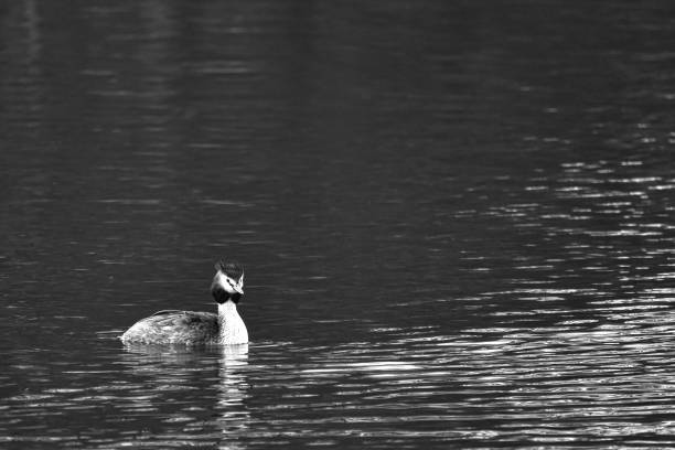 istock great crested grebe on a lake with light waves in black and white. Wild animal 2154986452