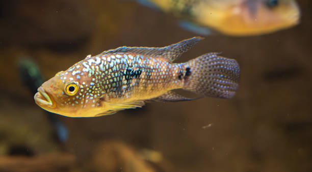 istock Detail of silver Firemouth cichlid fish. 2154986828
