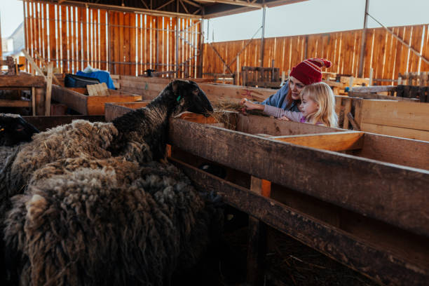 istock Cheerful mom and kid feeding sheep some hay 2154987188