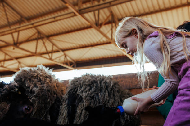 istock Cheerful child feeding lambs milk 2154987196