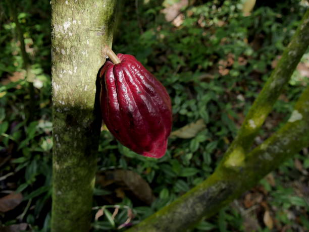istock isolated red criollo cacao pod growing on theobroma cacao tree 2154987298