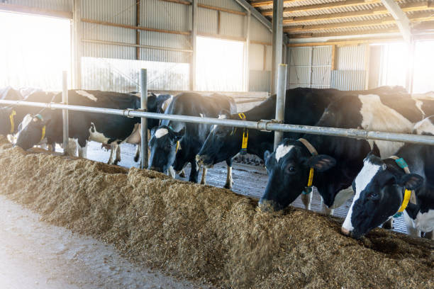 istock Holstein dairy cows in barn, feeding on hay 2154990886