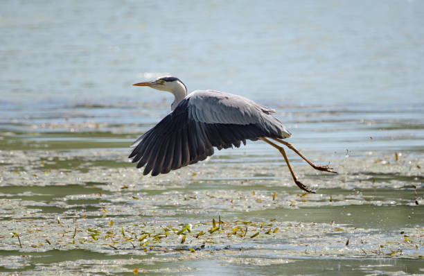 istock Grey heron flying, Lazio Italy 2154991273