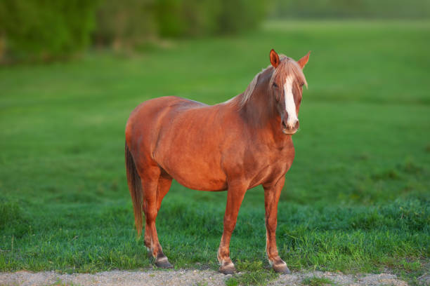 Free Stock Photo of Brown Horse Standing on Lush Green Field | Download ...
