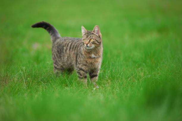 istock Striped cat standing on grass green outdoors 2154991935
