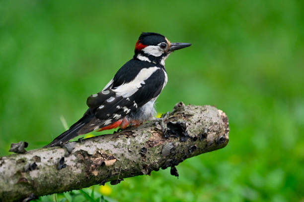 istock Male great spotted woodpecker 2154992071