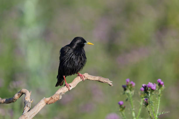 istock Starling in the countryside 2154992084