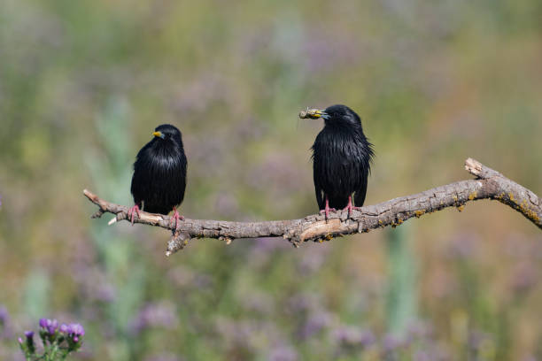 Starling in the countryside