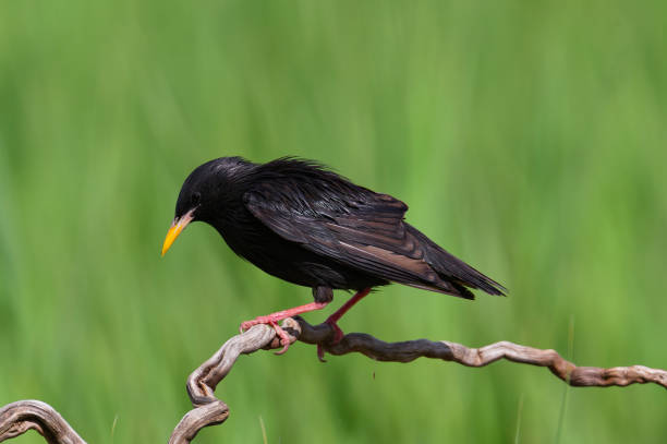 Starling in the countryside