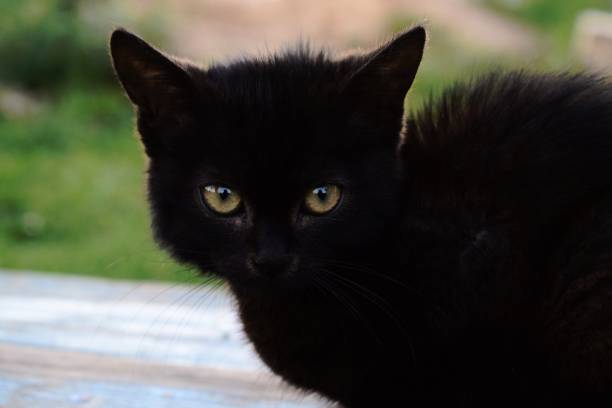 istock black kitten looks into the camera lens 2154992395