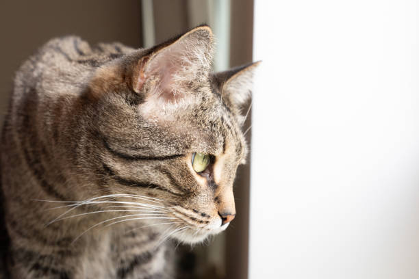 istock cute domestic cat looking to the window 2154993827