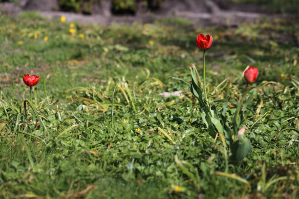 Red tulips on a grass field. Beautiful red tulip flowers photographed Gothenburg, Sweden (SVE: Göteborg). Closeup nature color image. Green grass background.