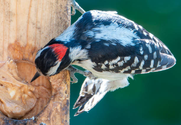 istock A Downt Woodpecker on the bird feeder 2154994328