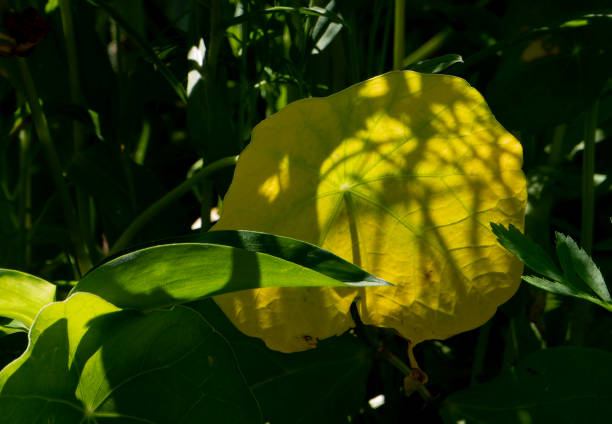 A green plant blooming in the shade