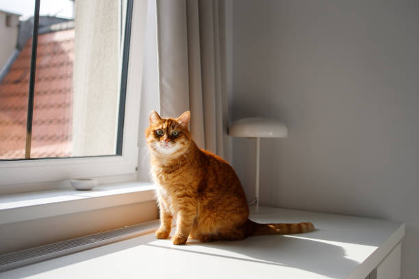 istock Cute ginger cat sitting near the window and looking at camera 2154994615