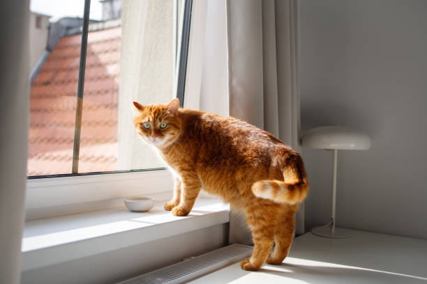 istock Cute ginger cat drinking water from bowl near the window 2154994617