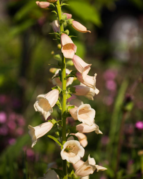 istock Tall single stem Foxglove flower in bloom 2154994997