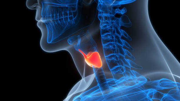 istock Human Body Glands Thyroid Gland Anatomy 2154995010
