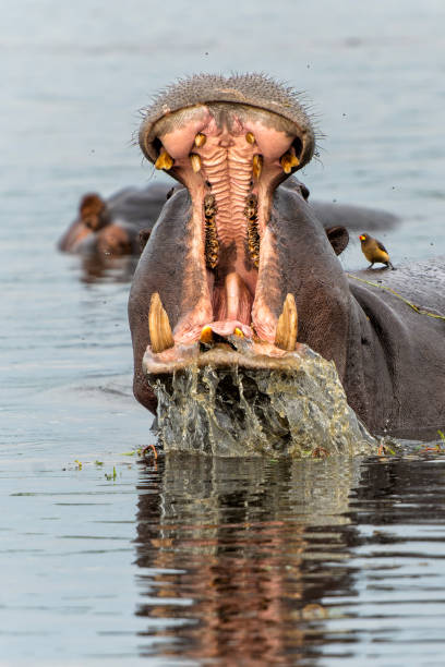 istock Hippopotamus yawning in the Okavango Delta 2154996475